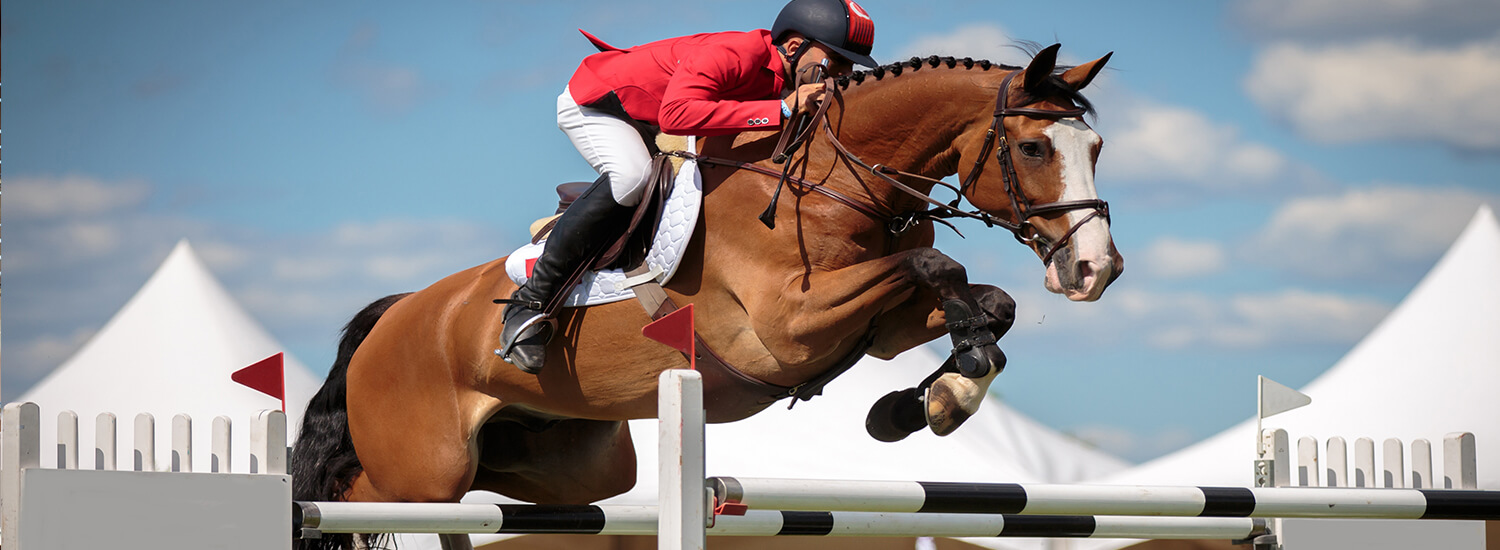 Equestrian Insurance UK Sports Insurance 4 U